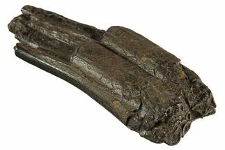 Pleistocene Aged Fossil Horse Tooth - South Carolina #332369