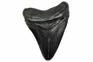 Fossil Megalodon Tooth - South Carolina #332229