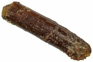 Fossil Sauropod Dinosaur (Rebbachisaurus) Tooth - Morocco #332456