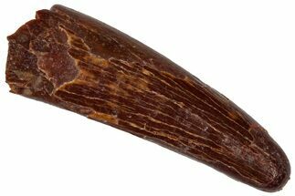 Fossil Pterosaur (Siroccopteryx) Tooth - Morocco #332551
