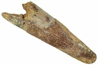 Fossil Pterosaur (Siroccopteryx) Tooth - Morocco #332565