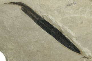 Eocene Fossil Leaf (Pseudosalix) - Green River Formation, Utah #331918