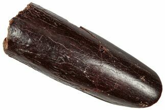 Fossil Sauropod Dinosaur (Titanosaur) Tooth - Morocco #332497