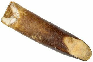 Large, Fossil Sauropod Dinosaur (Titanosaur) Tooth - Morocco #332517