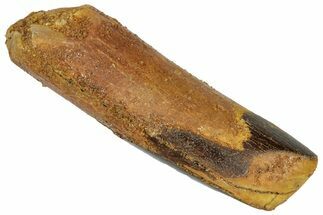 Cretaceous Fossil Sauropod Dinosaur Tooth - Morocco #332521