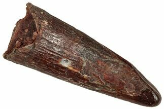 Fossil Pterosaur (Siroccopteryx) Tooth - Morocco #332531