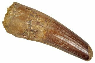Fossil Spinosaurus Tooth - Real Dinosaur Tooth #331366