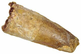 Fossil Spinosaurus Tooth - Real Dinosaur Tooth #331395
