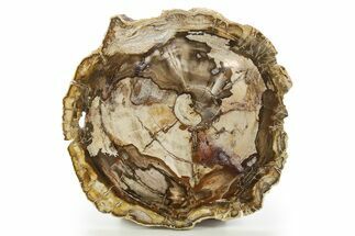 Beautiful Petrified Wood (Araucaria) Round - Madagascar #332918