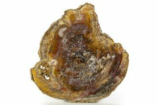 Colorful Petrified Wood (Araucaria) Round - Madagascar #332920