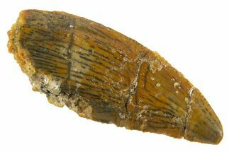 Serrated Raptor Tooth - Real Dinosaur Tooth #332451