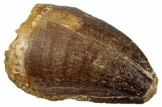 Fossil Mosasaur (Thalassotitan) Tooth - Morocco #333082