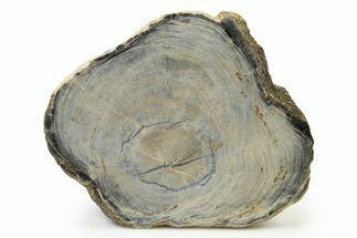 Polished Petrified Wood Round - Sweet Home, Oregon #333007