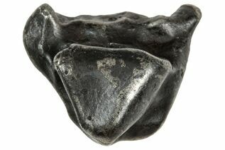 Sikhote-Alin Meteorites For Sale