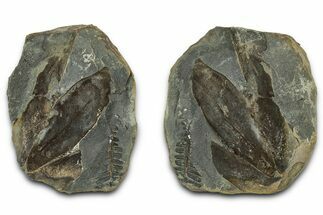 Macroneuropteris Fern Fossils Pos/Neg - Mazon Creek #331713