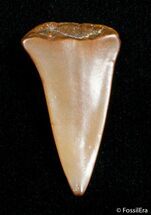 Small Fossil Mako Tooth - Western Sahara Desert #2846