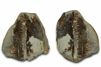 Pecopteris and Calamites Nodule Pos/Neg - Mazon Creek #331687