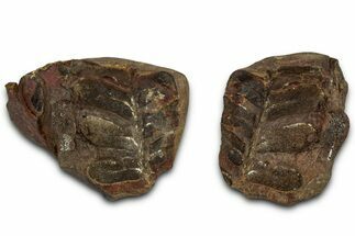 Neuropteris Fern Fossil Nodule Pos/Neg - Mazon Creek #331692