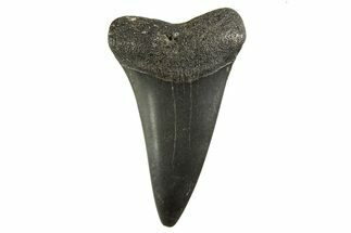 Fossil Broad-Toothed Mako Tooth - South Carolina #332398