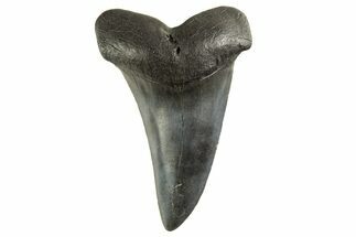 Fossil White Shark Tooth - South Carolina #332409