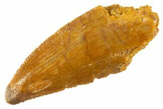 Bargain Raptor Tooth - Real Dinosaur Tooth #332657