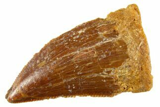 Serrated Raptor Tooth - Real Dinosaur Tooth #332684