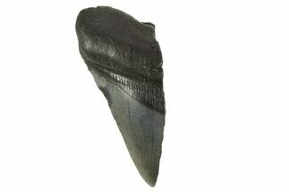 Partial Fossil Megalodon Tooth - South Carolina #332327