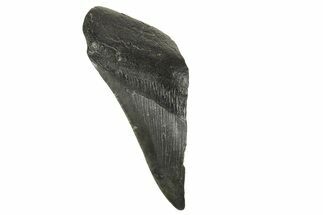 Partial Fossil Megalodon Tooth - South Carolina #332328