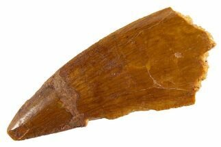 Bargain Raptor Tooth - Real Dinosaur Tooth #332537