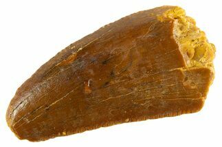 Serrated Raptor Tooth - Feeding Worn Tip #332591