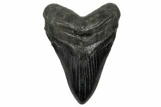 Fossil Megalodon Tooth - South Carolina #333638
