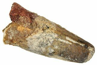 Bargain, Fossil Spinosaurus Tooth - Real Dinosaur Tooth #333612