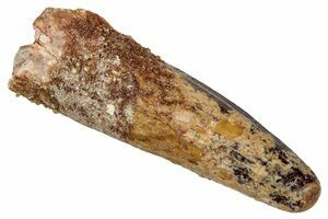 ★☆中古美品！ FOSSIL Natural 154cm 2017年モデル 赤 中古美品！ FOSSIL Natural 154cm 2017年モデル 赤