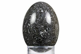 Polished Black Coquina Egg - California #334174