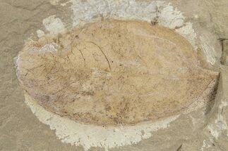 Fossil Legume (Leguminosites) Leaf - Green River, Utah #334202