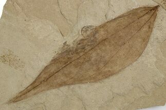 Fossil Leaf (Menispermites) - Green River Formation, Utah #334297