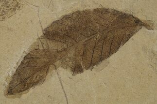 Fossil Leaf (Cedrelospermum) - Green River Formation, Utah #334299
