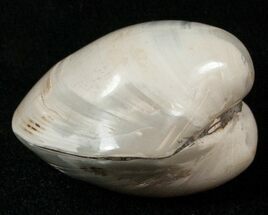 Polished Astarte Fossil Clam - Small Size #18123
