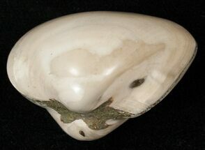 Polished Fossil Astarte Clam - Small Size #18124