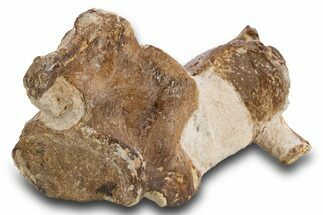 Fossil Plesiosaur Vertebrae in Situ - Asfla, Morocco #334627