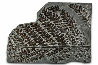 Carboniferous Fossil Fern (Lescurofiteris) - France #334678