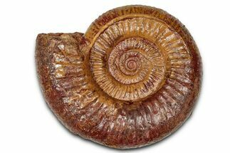 Jurassic Ammonite (Choffatia) Fossil - Germany #334759