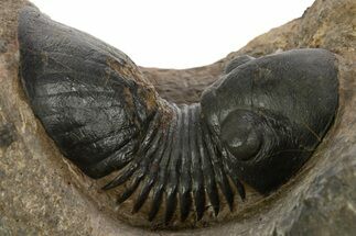 Paralejurus Trilobite Fossil - Lghaft, Morocco #331923