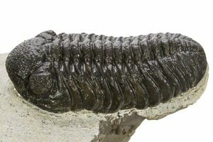 Phallolopus樣專用3種 イオン交換樹脂カートリッジ CPC-T（CPC-T）｜ヤマト科学株式会社