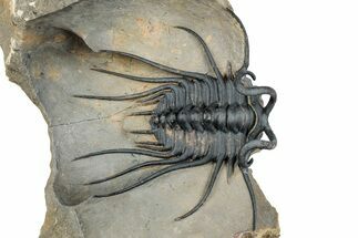 Insane Dicranurus Trilobite - Large Specimen! #334859