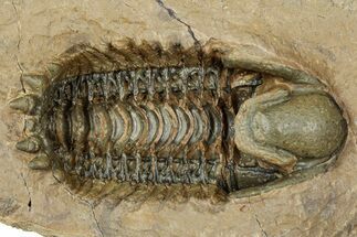 Colorful Crotalocephalina Trilobite - Ventral Presentation #334883