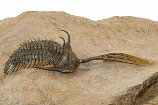 Trident Walliserops Trilobite - Exceptional Preparation #334856