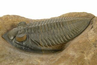 Stunning Zlichovaspis Trilobite - Orange Eye Preservation #334925