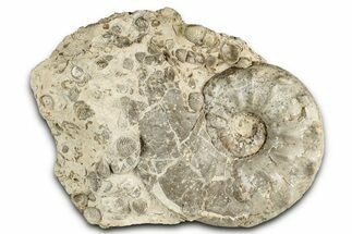 Cretaceous Ammonite (Mammites) Fossil with Brachiopods - Morocco #334941