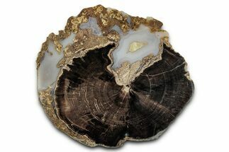 Petrified Wood (Schinoxylon) End-Cut - Blue Forest, Wyoming #334989